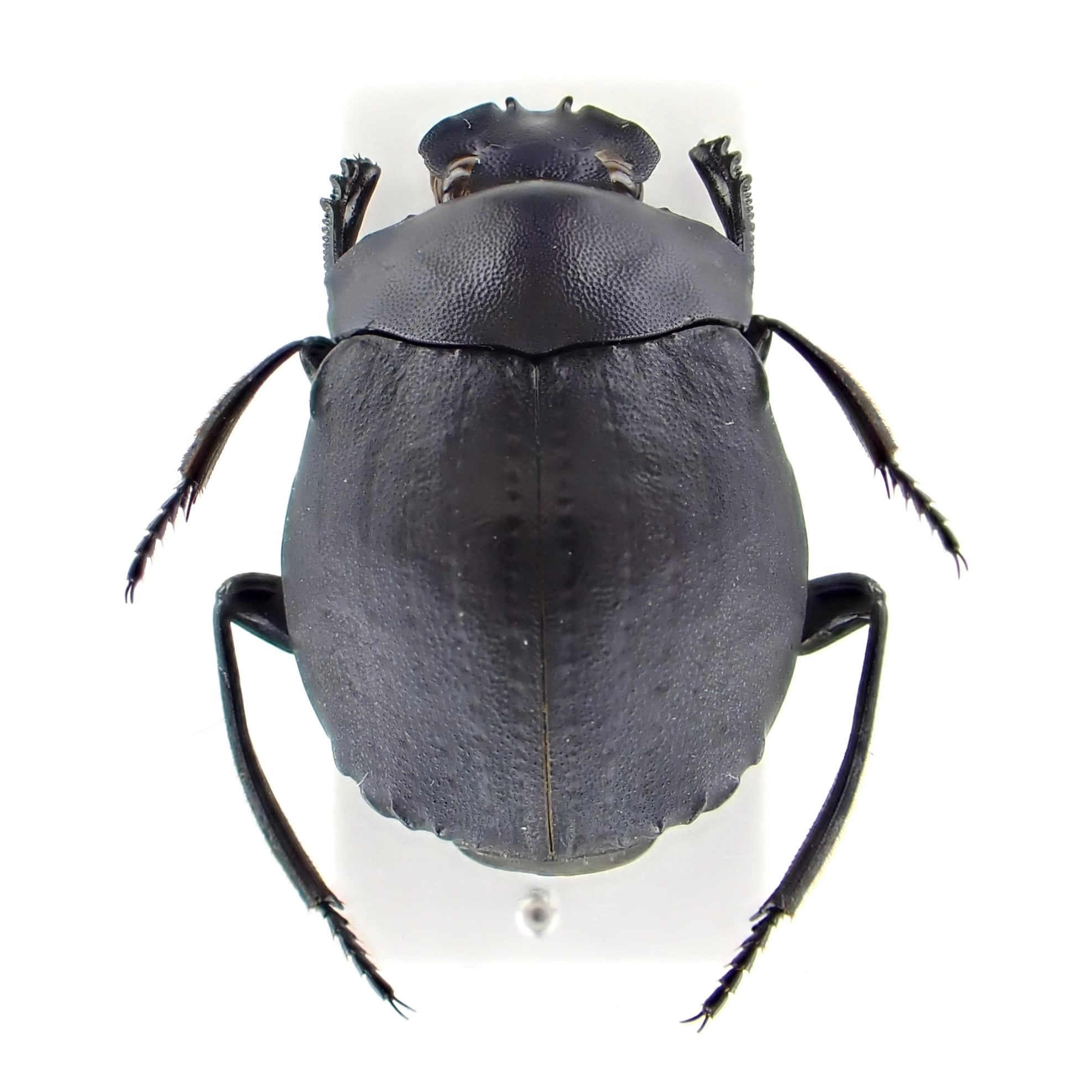 ペルー産 Deltochilum sp. Gibbosum 1ex 21mm | 昆虫標本 Diggers