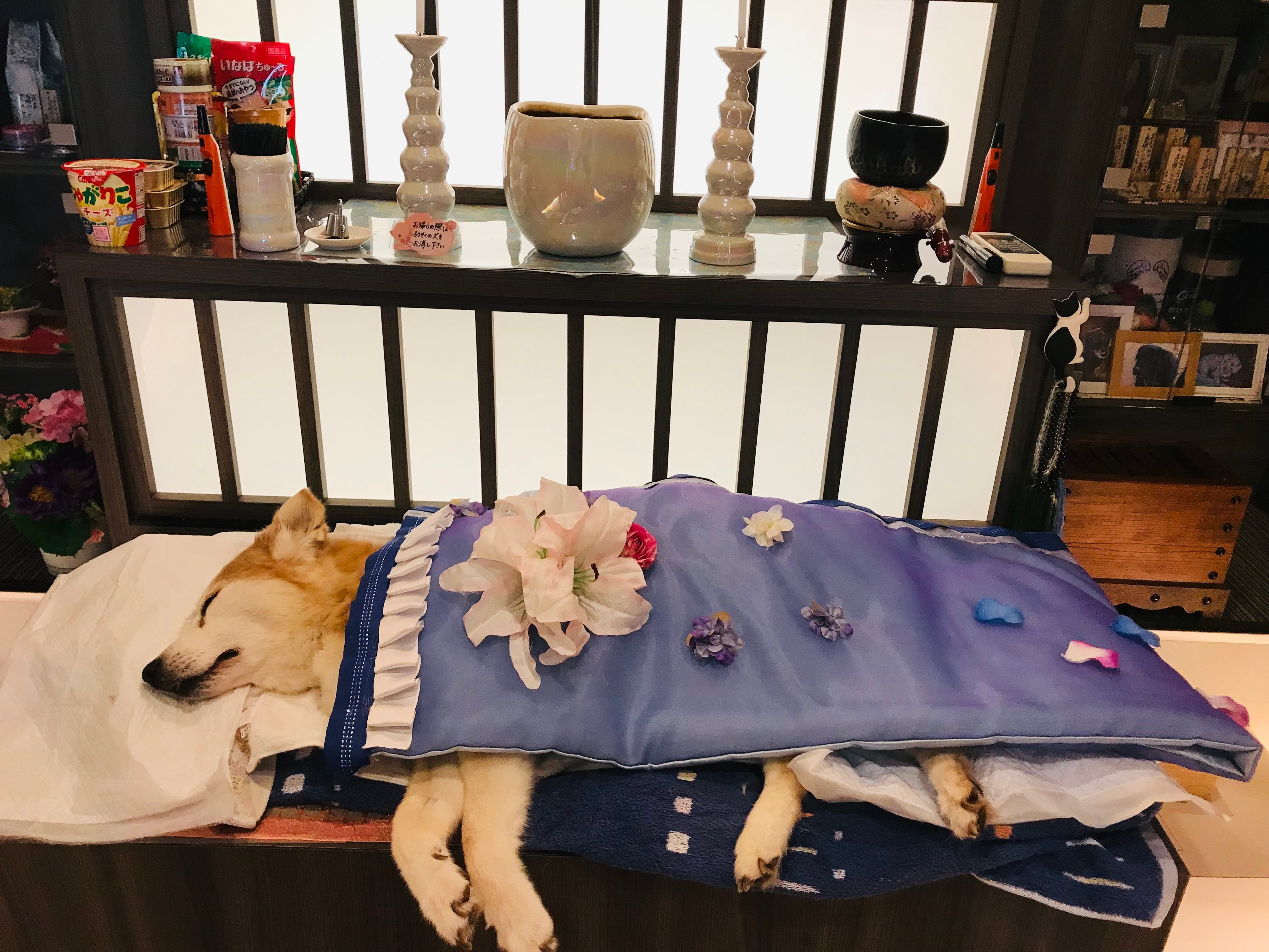 「紫色」愛犬用の仏衣 Shop開設記念30％OFF（～6月30日まで）￥10,000→￥7,000(税抜)