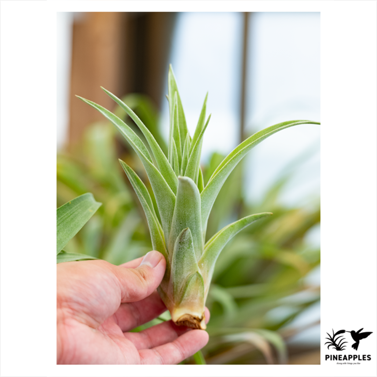 Tillandsia mooreana x chiapensis T'S TROPICALS - 1