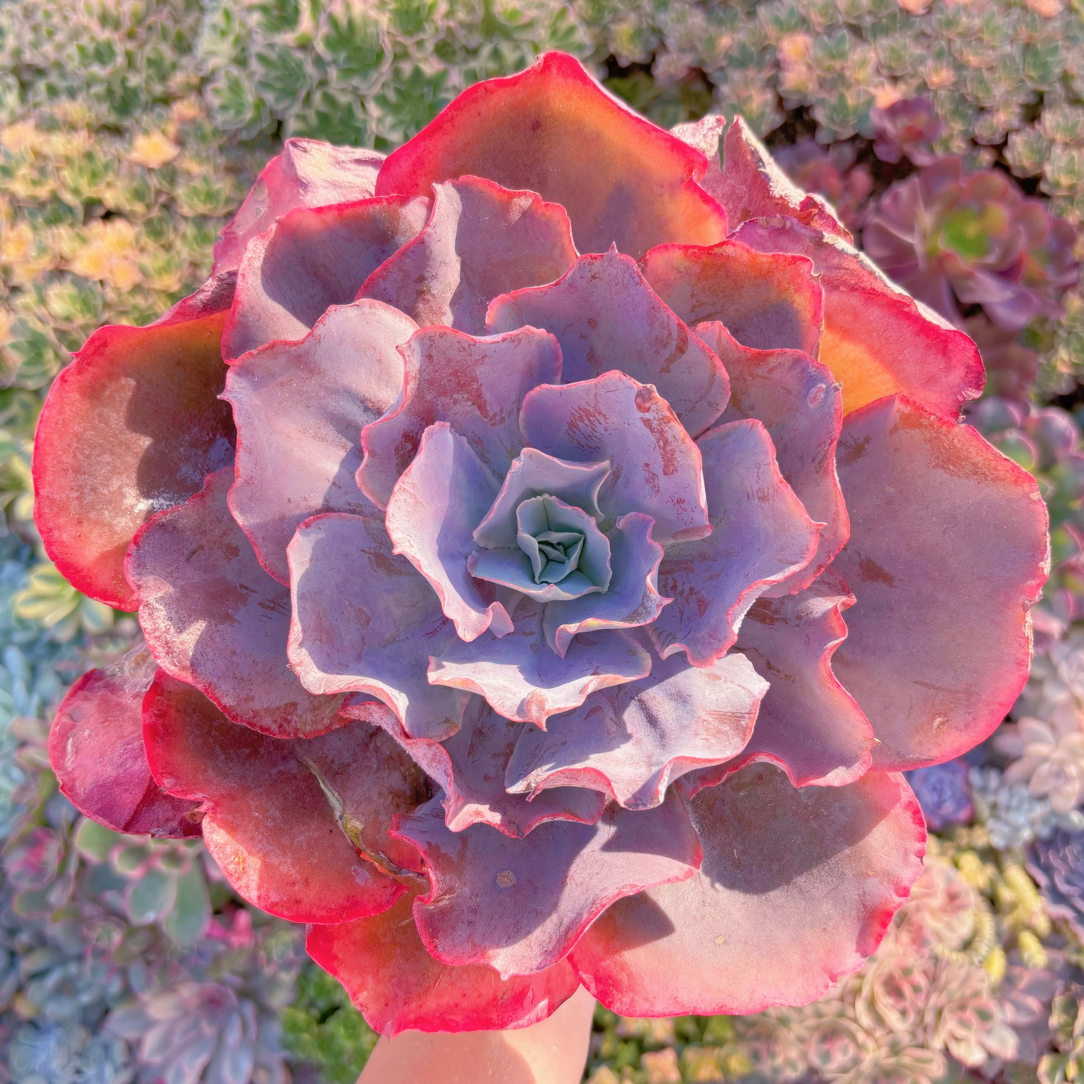 現品　新品種　天空の城#262　在庫僅少　特特大苗　新入荷　るる農園