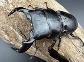 【WD】《ダイオウヒラタ アルゴプーロ産 81mm ペア》