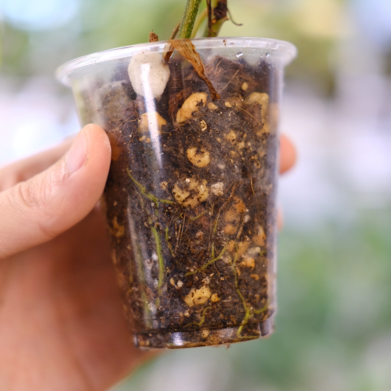 フィロデンドロン フロリダビューティー / P. Florida beauty⑬ / 観葉植物<育て方・花言葉>