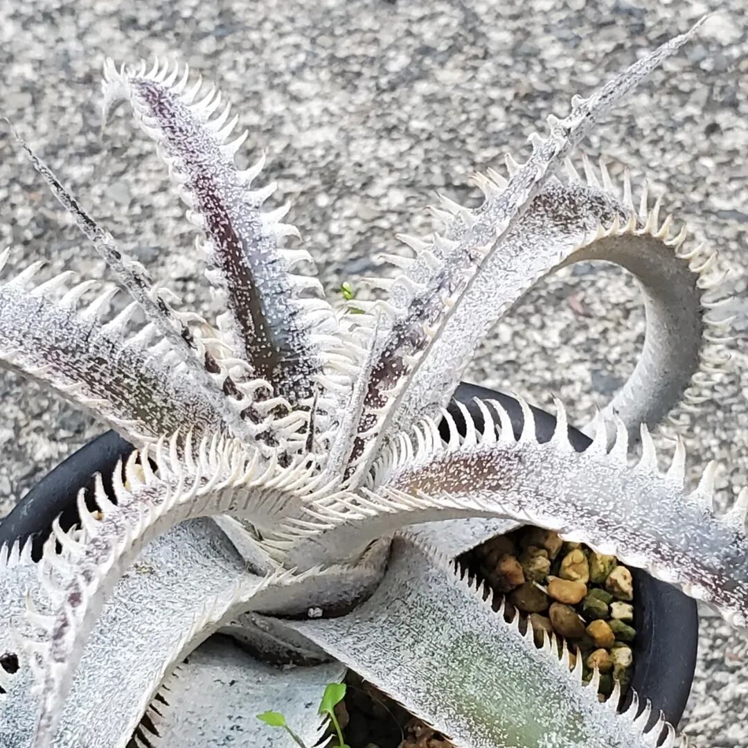 F00261_Dyckia 'A-J'：ディッキア・A-J（子株） | レアプランツ通販