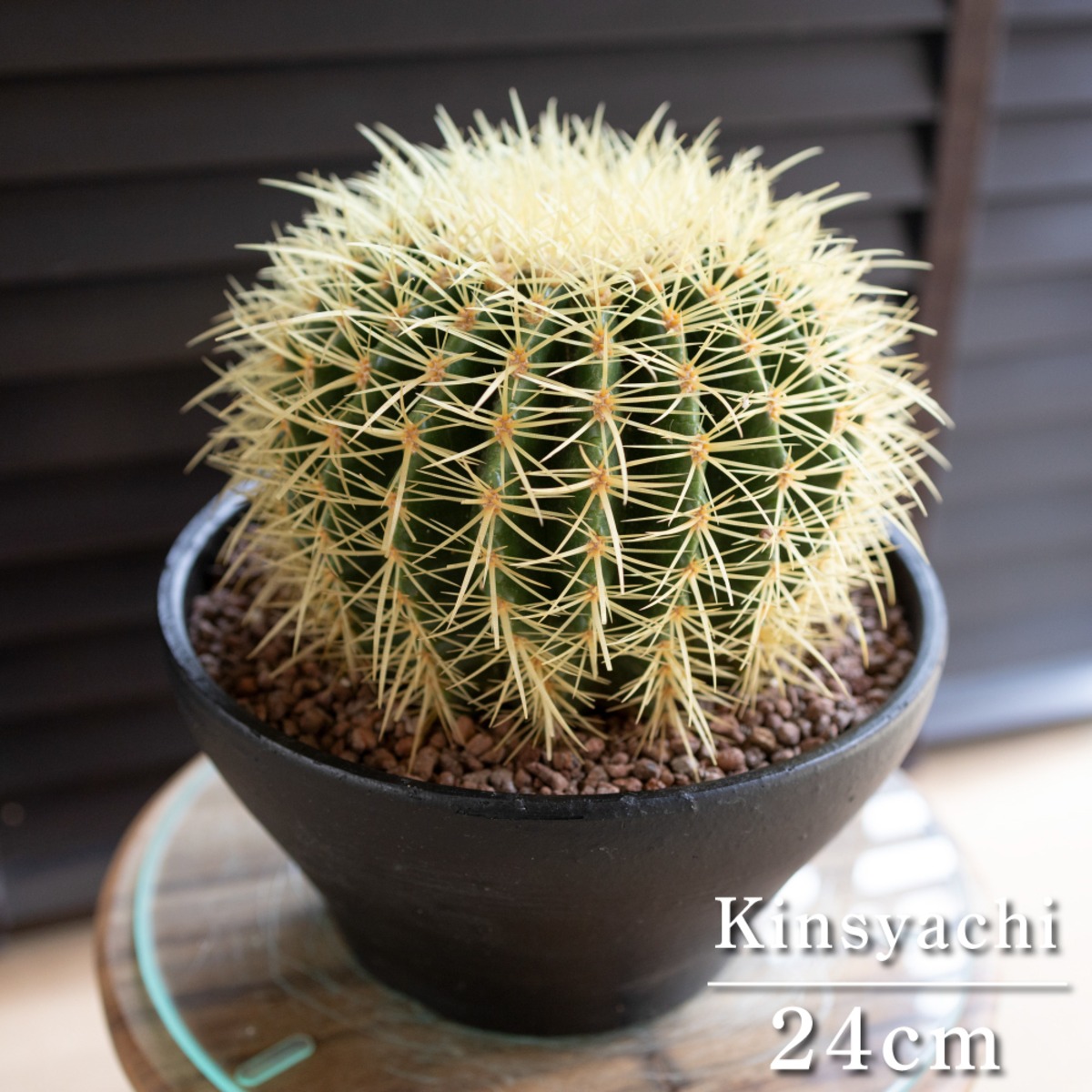 発根済】24cm 金鯱 サボテン 8号 多肉植物 ドライガーデン キンシャチ 