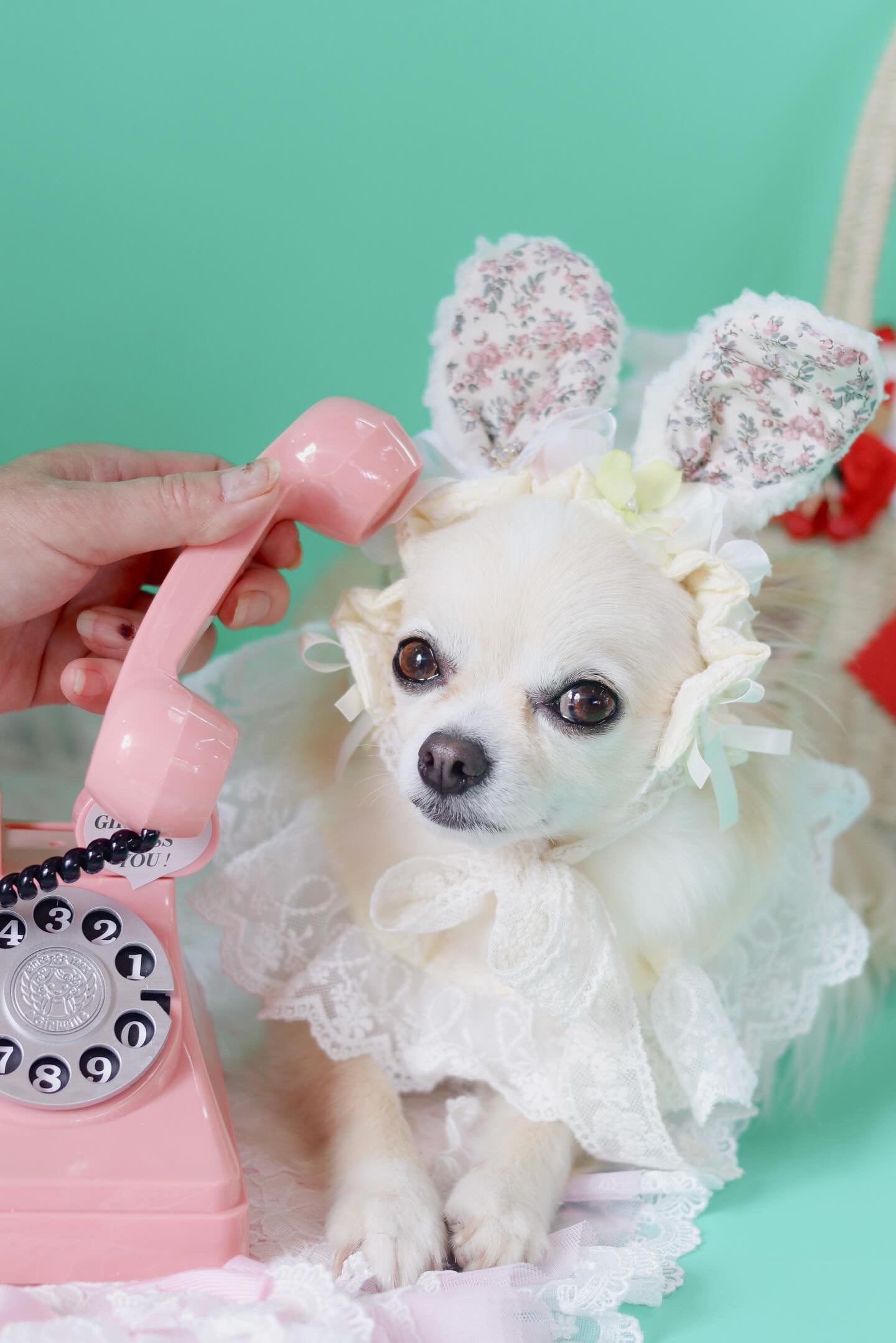 ハンドメイド オーダー受付ページ ♡チワワ×カワウソ パネル