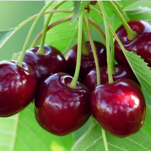 アメリカンチェリー（American Cherry) 40g