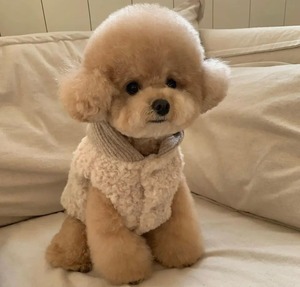 おしゃれトップス