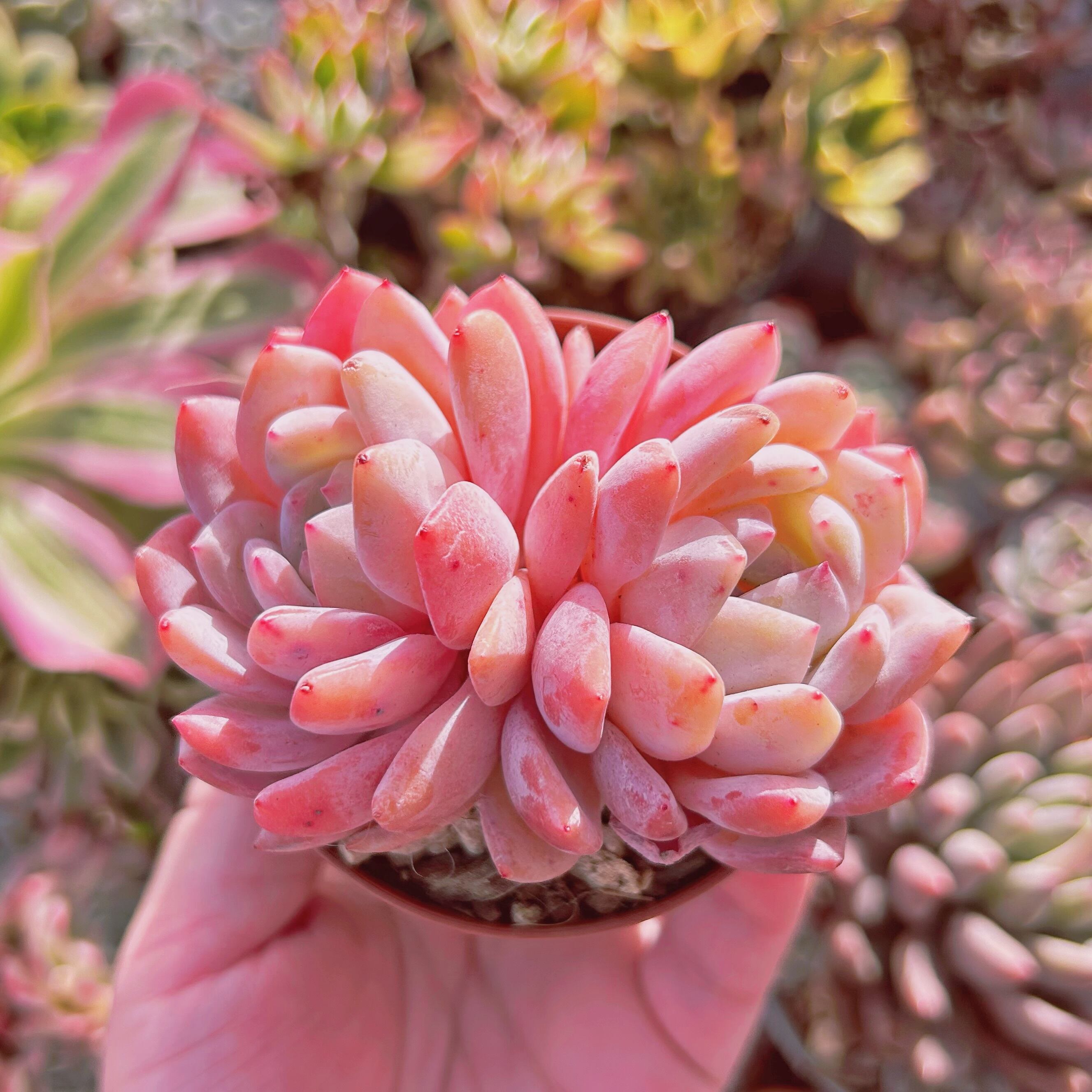 超美苗　Echeveria    新品種　コーラルピンク　大群生