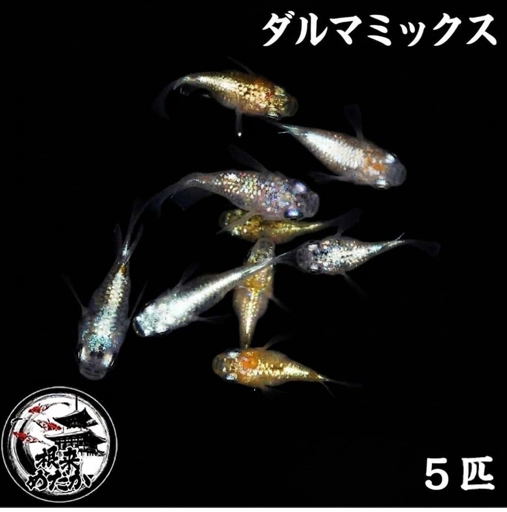 〖5匹〗ダルマメダカ ミックス｜だるまメダカ・改良メダカの通販・販売