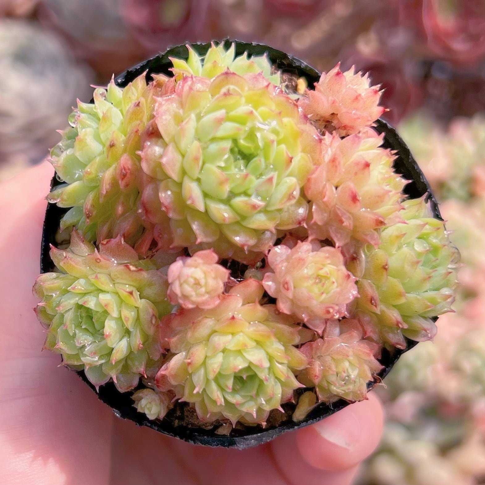 現品　リトルレッドボート#E10　群生　るる農園