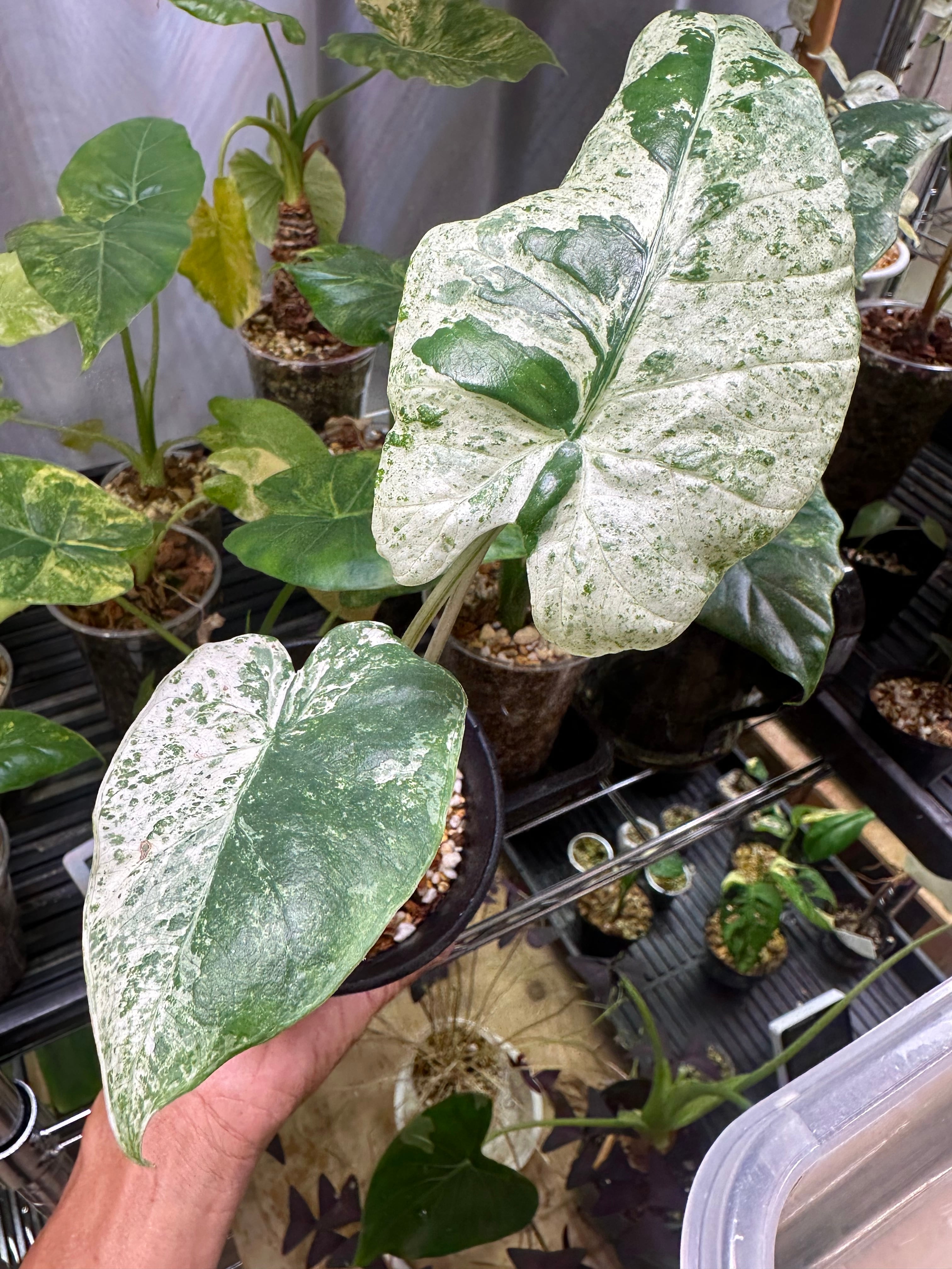 Alocasia Watsoniana Pink var アロカシア ワトソニア ピンク