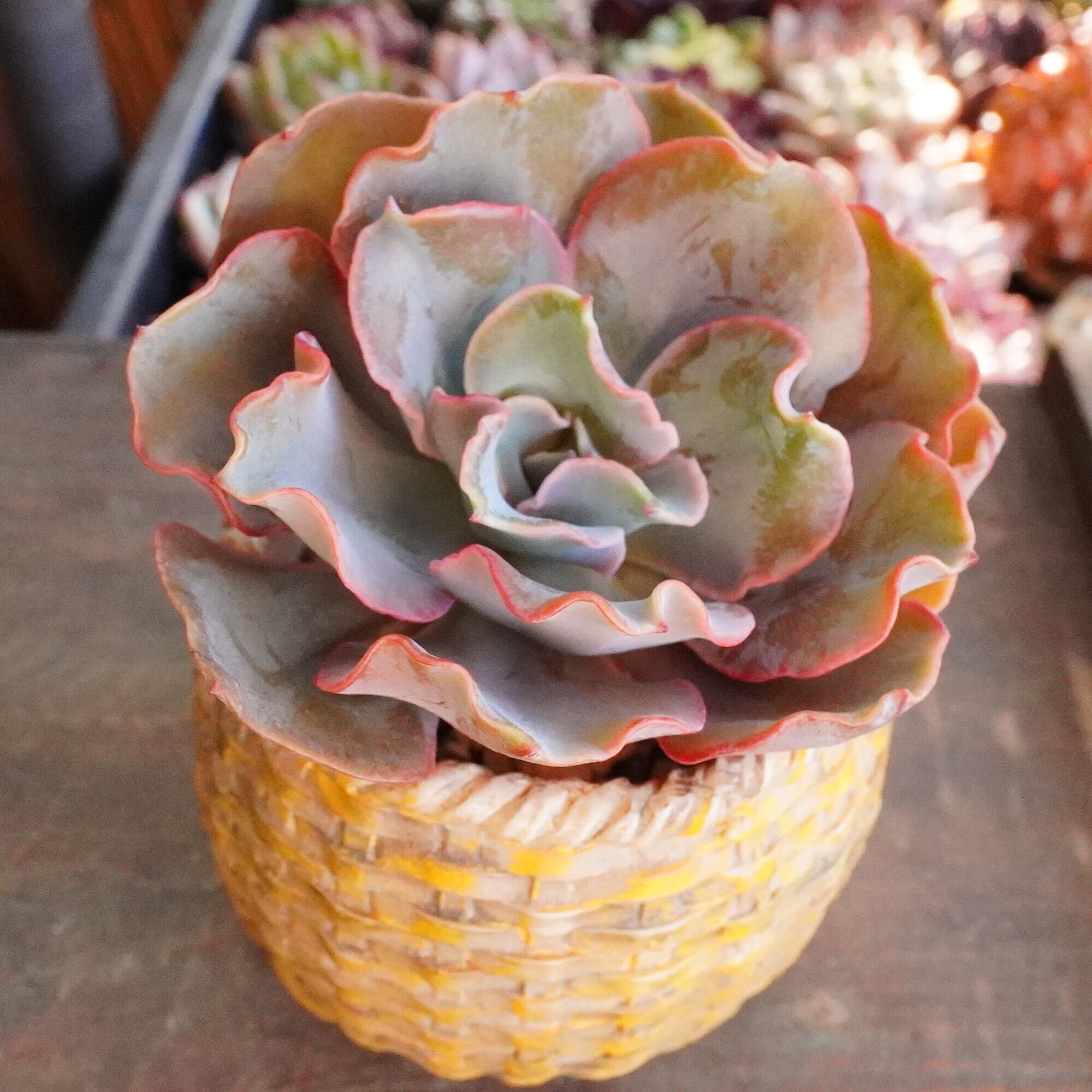 韓国苗　多肉植物　超特大 エケベリア　年末年始ギフト　18苗セット【SP1】 韓国苗 多肉植物 超特大 エケベリア 年末年始ギフト 18苗セット【SP1】