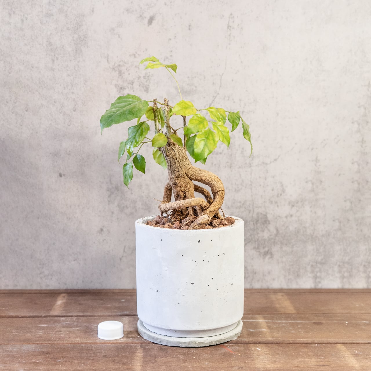 【古木の風格漂う塊根】個性派ヘテロパナックス。都会的な手づくりモルタル鉢。置くだけで絵になる存在感。|虫発生抑制
