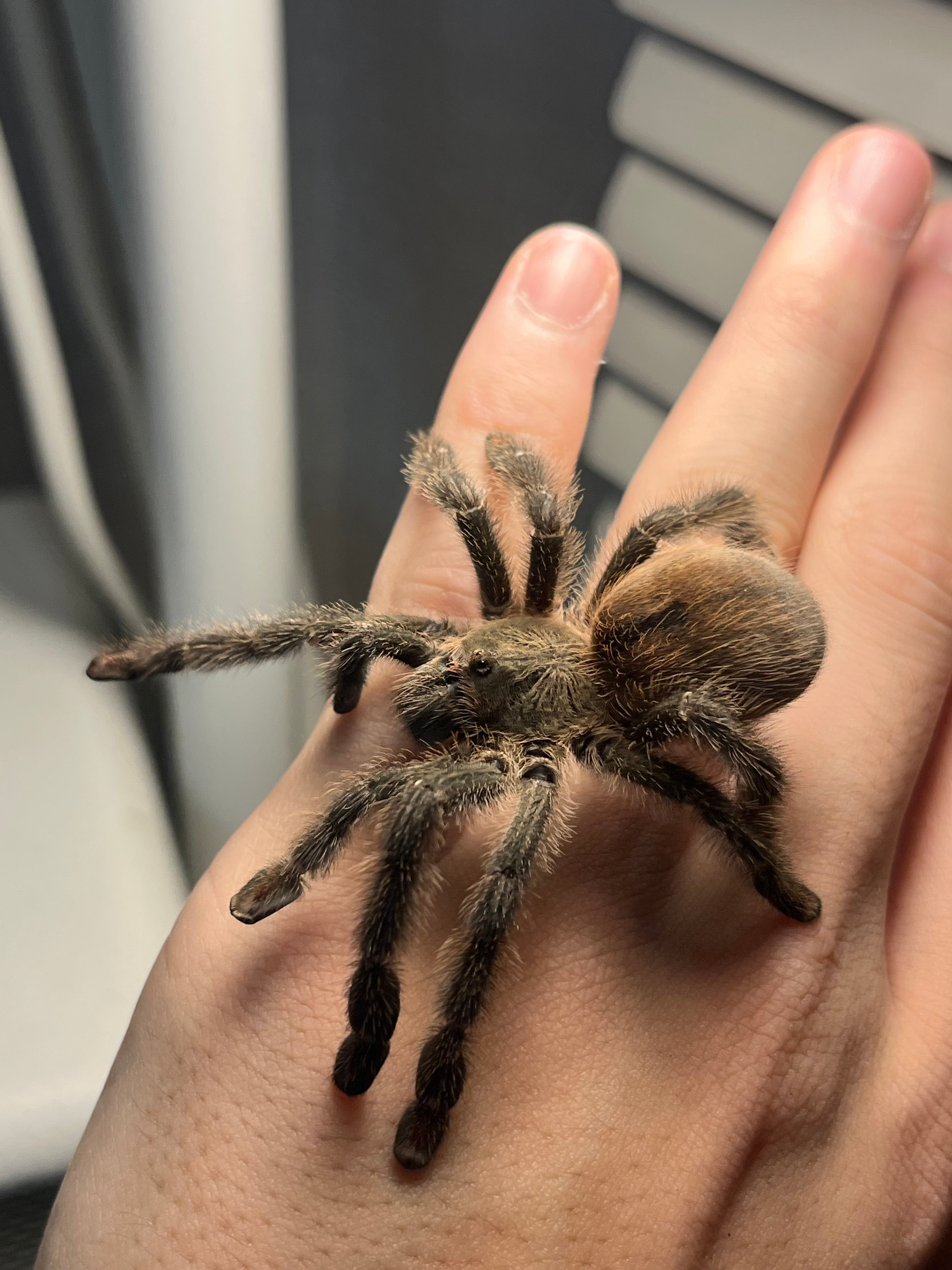 ツリースパイダー(新大陸) | オモニキチュウ