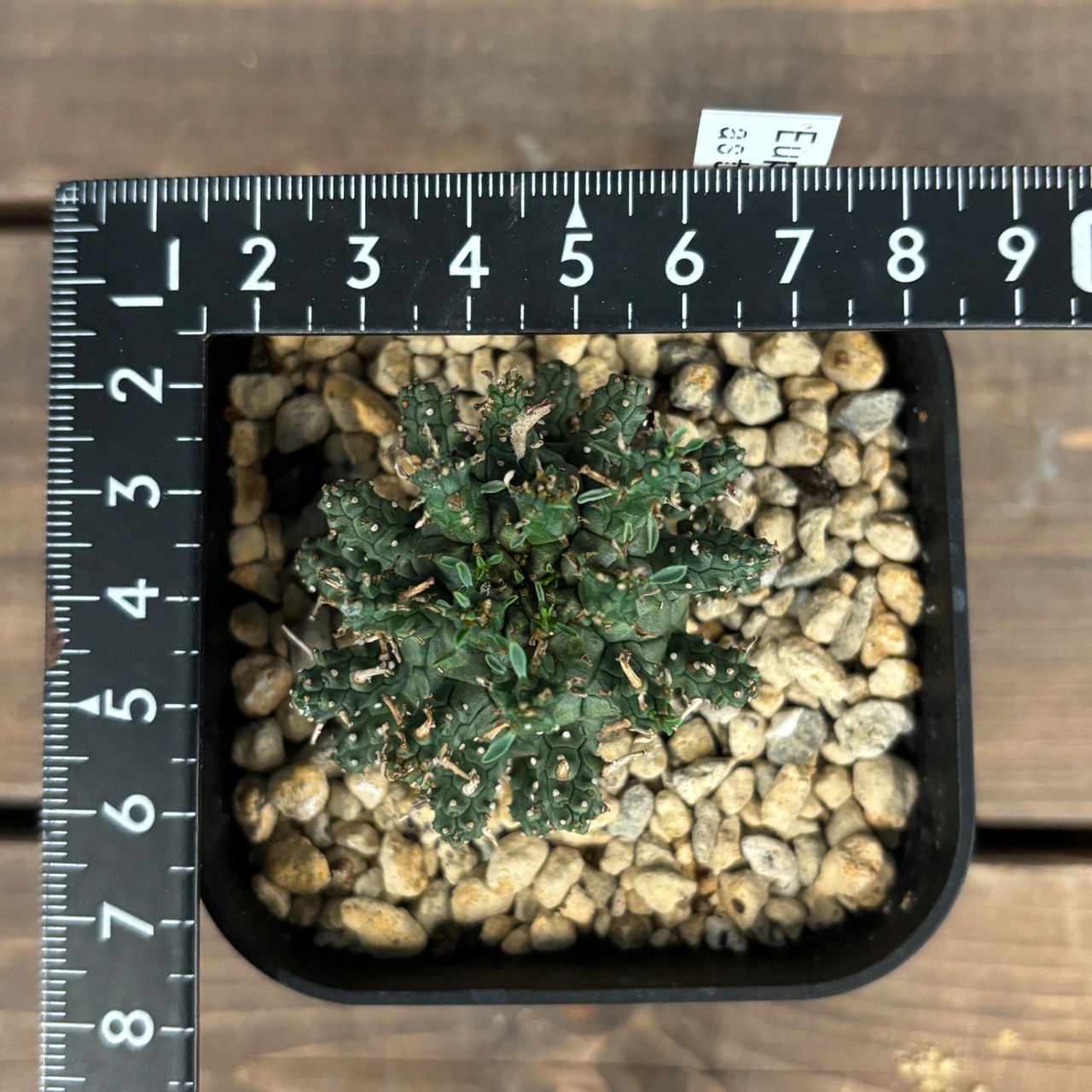 ユーフォルビア　アストロフォラ【565】