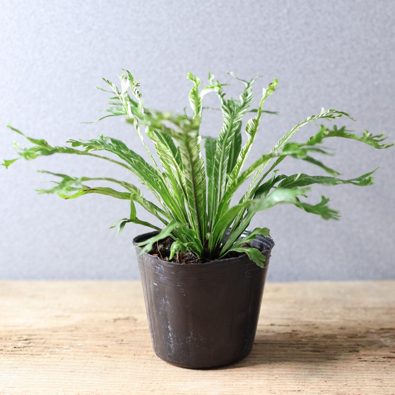 397 光を受けて輝く『アスプレニウム ニダス 斑入り』観葉植物 【送料