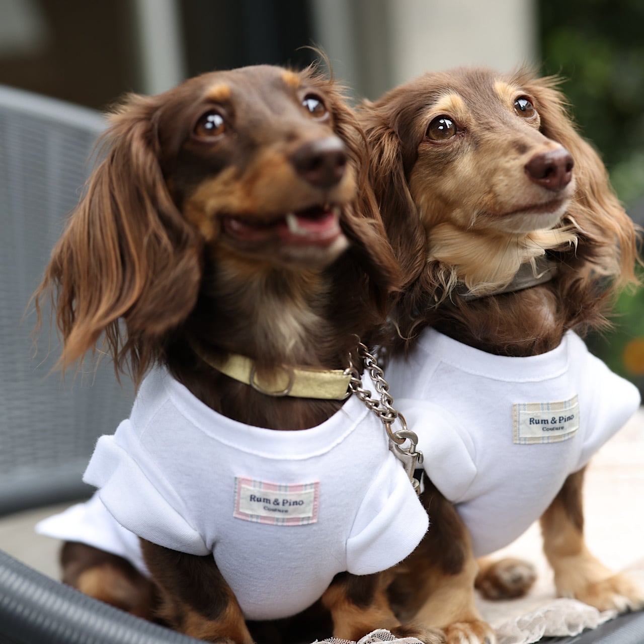 NOW ON SALE!! | カニンヘンダックスとミニチュアダックス専門の