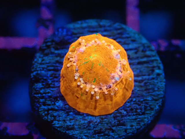 Scolymia Baby "BleedingApple" 10