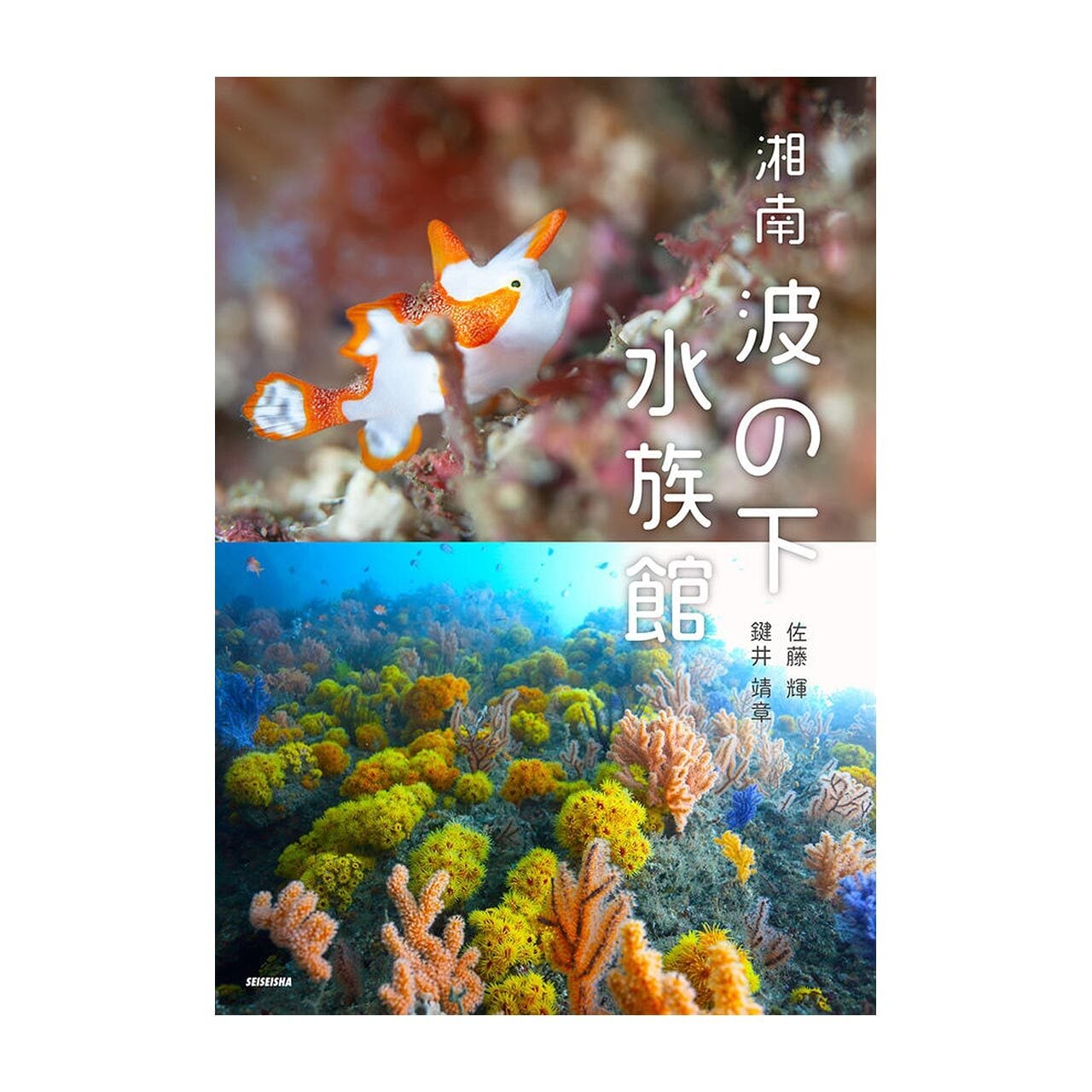 写真集「湘南 波の下水族館」