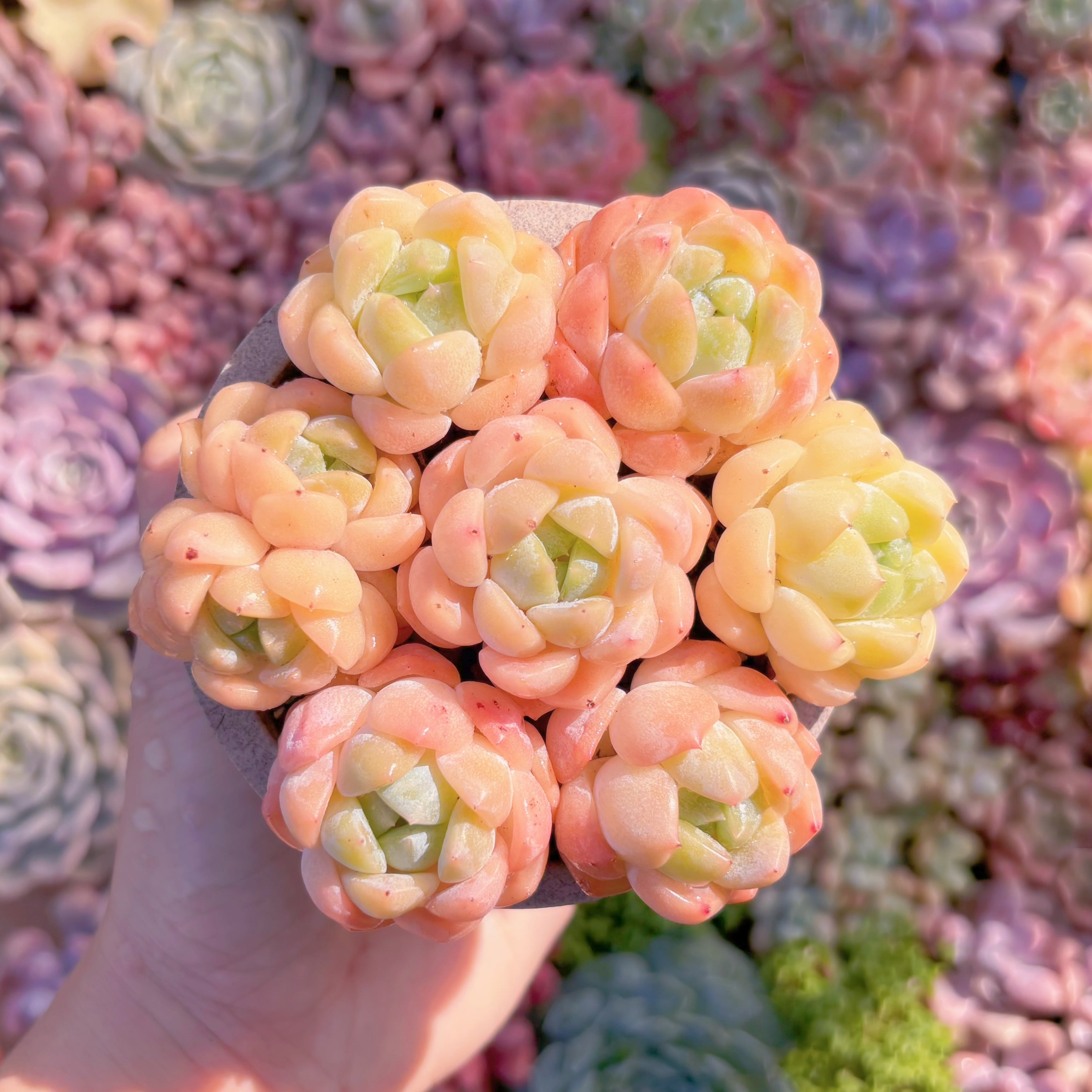 多肉植物　琥珀(7苗)　新入荷　るる農園