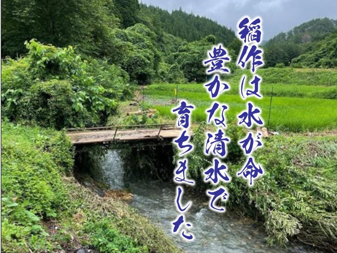 熊本県産お米(森のくまさん)20kg(5㎏×4袋)