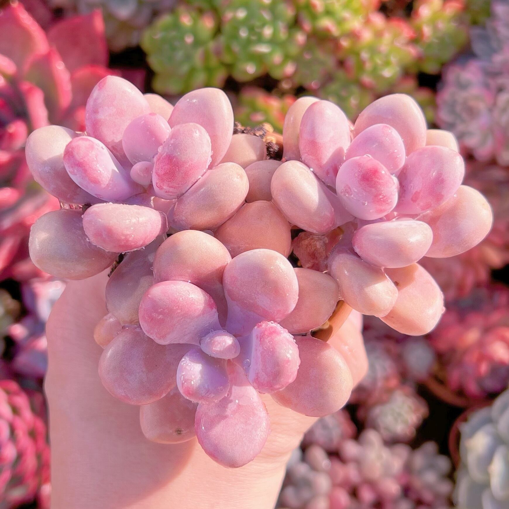 現品　桃卵#320　群生　新入荷