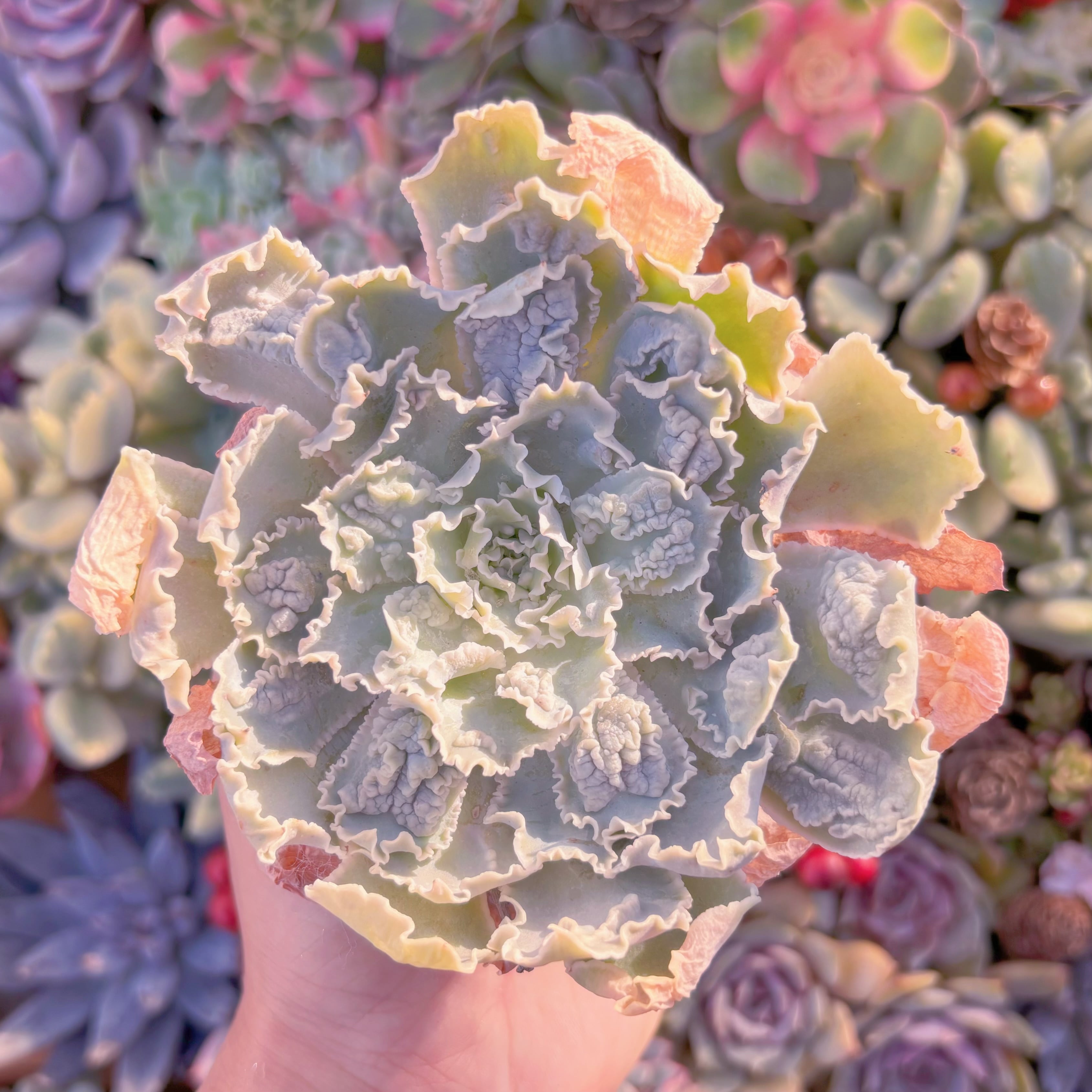 現品　祇園の舞#K035　るる農園