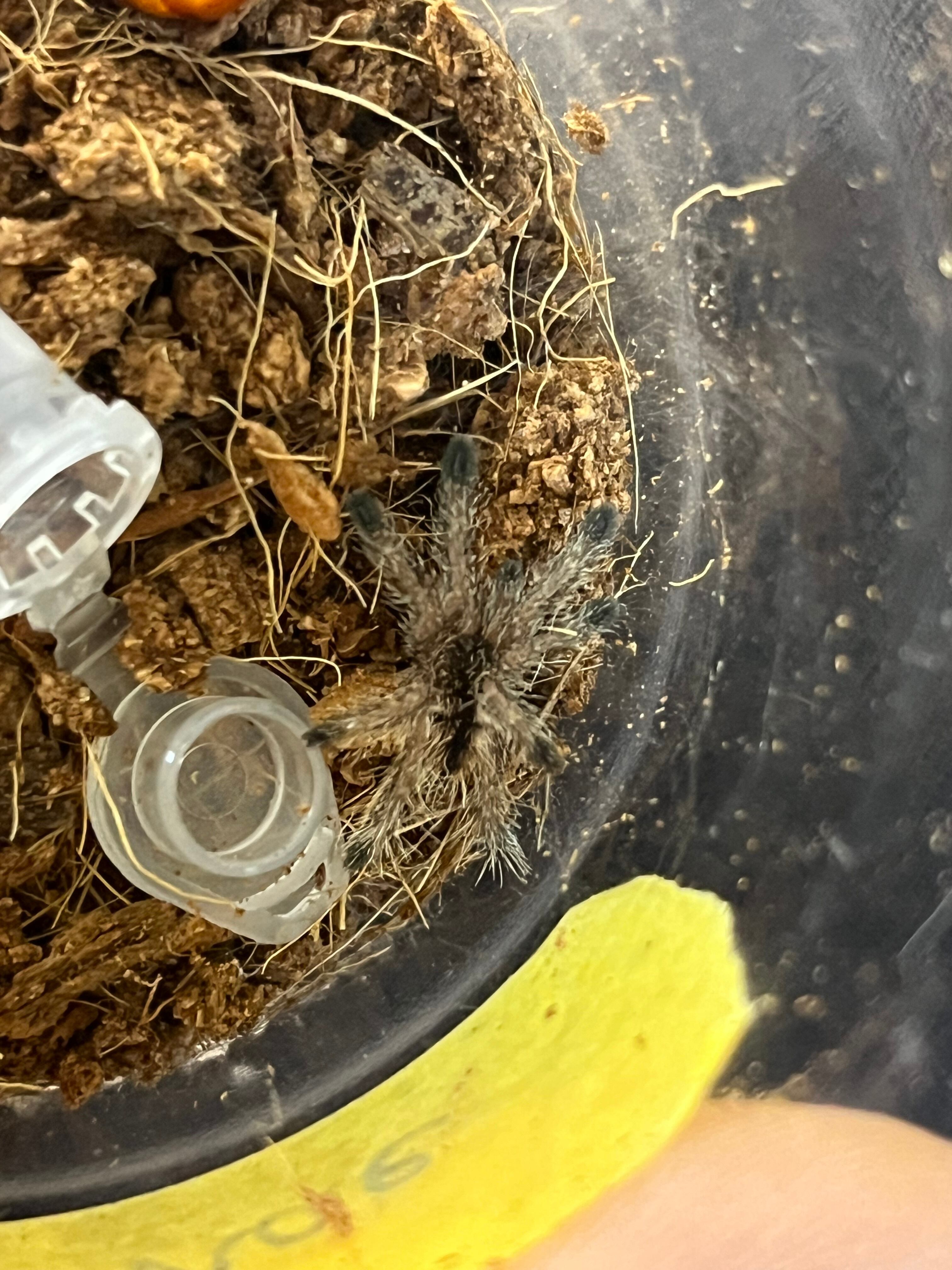 幼体1匹】タラポトピンクトゥタランチュラ 生体Avicularia meriana