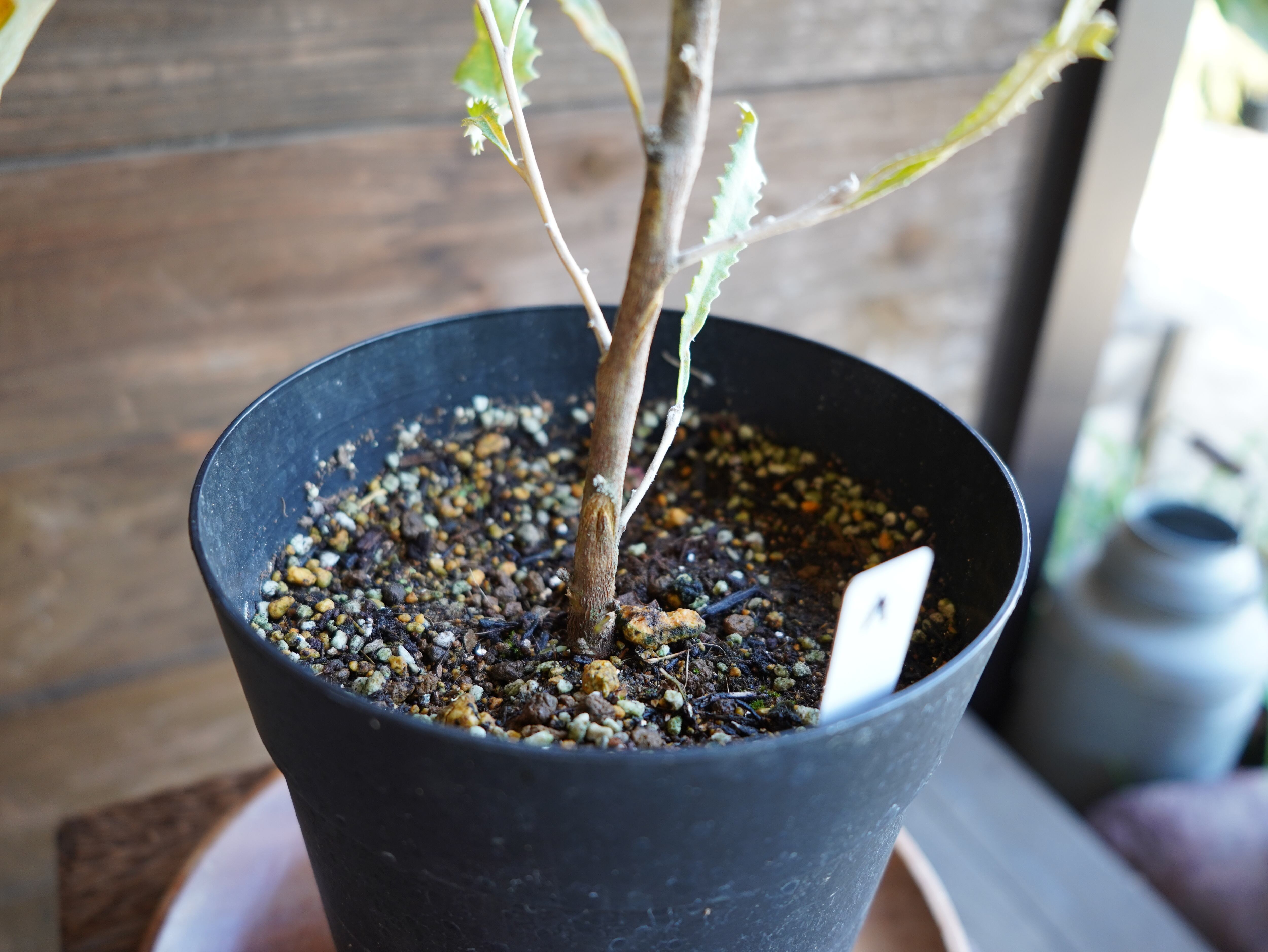 【現物】バンクシア ”バウエリ” A