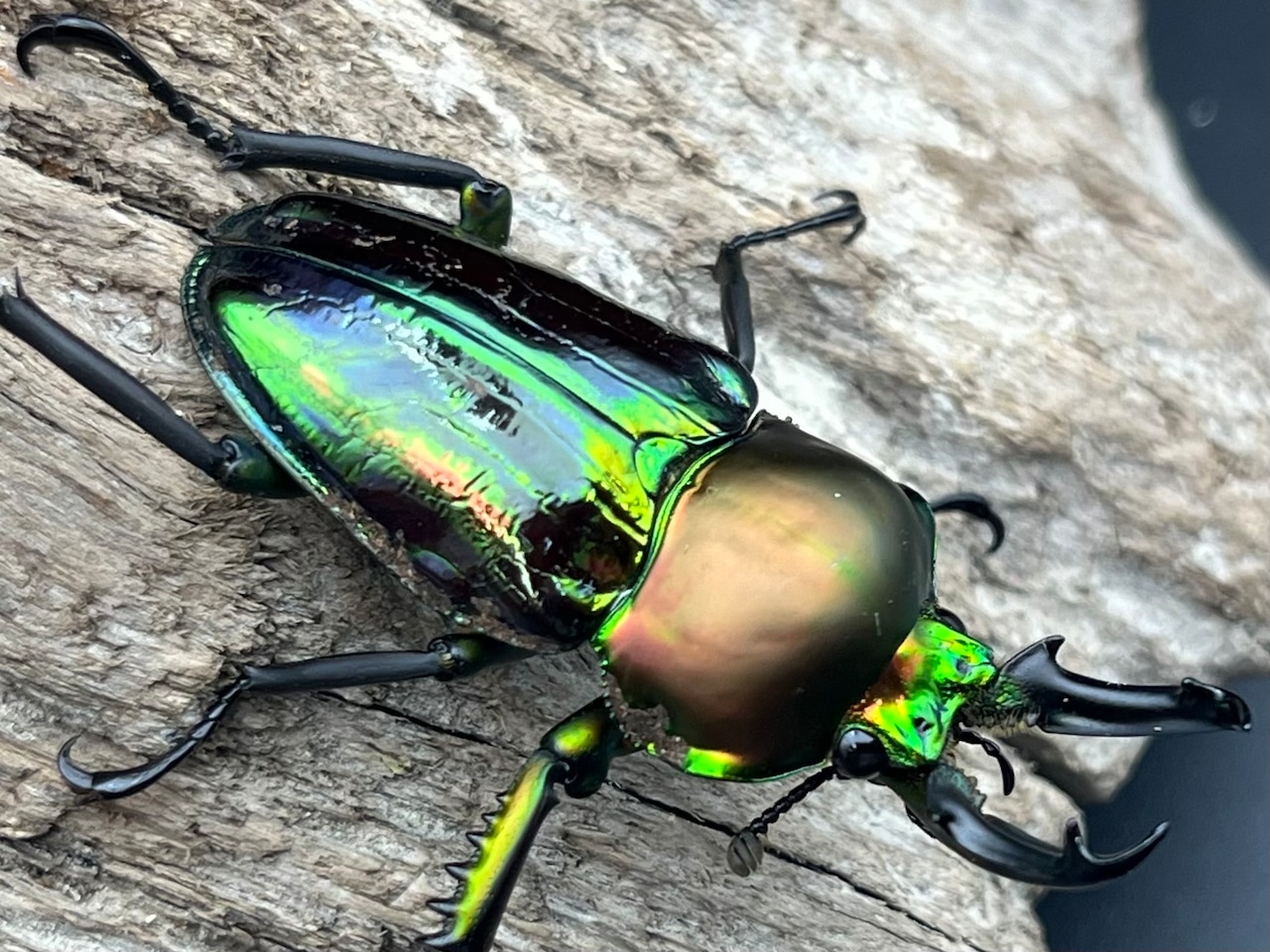 《ニジイロクワガタ 青紋 48mm ペア》セルヴォラン氏委託個体