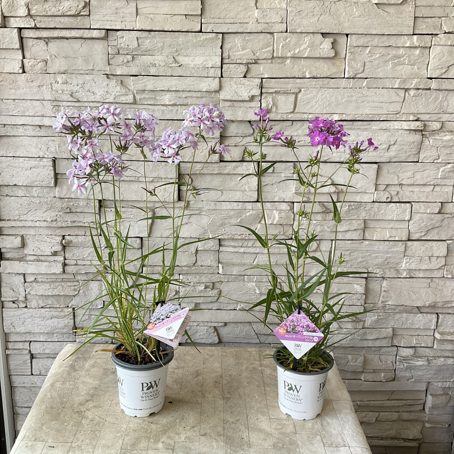 見切品】宿根フロックス オープニングアクト 4号ポット | 橋本種苗園