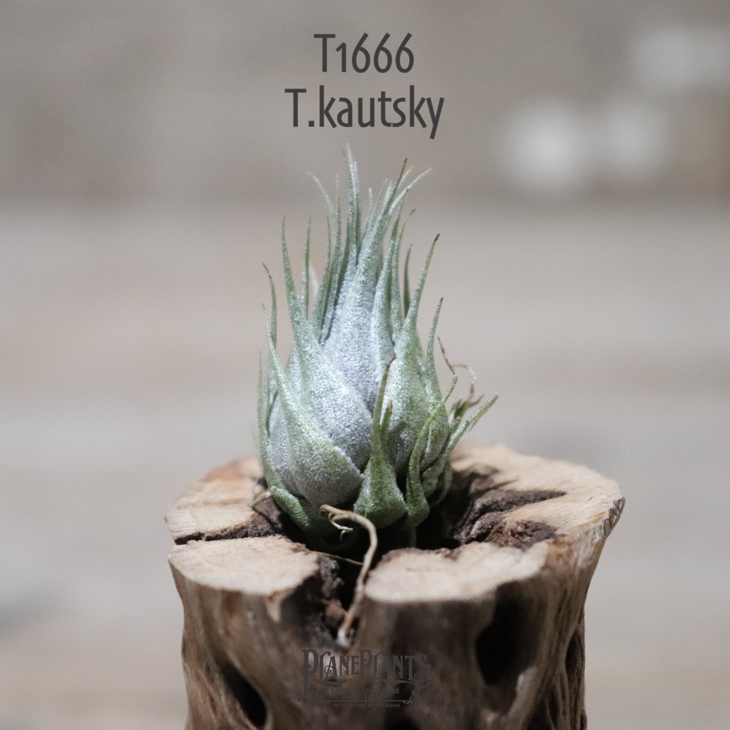 【送料無料】kautskyi〔エアプランツ〕現品発送T1666