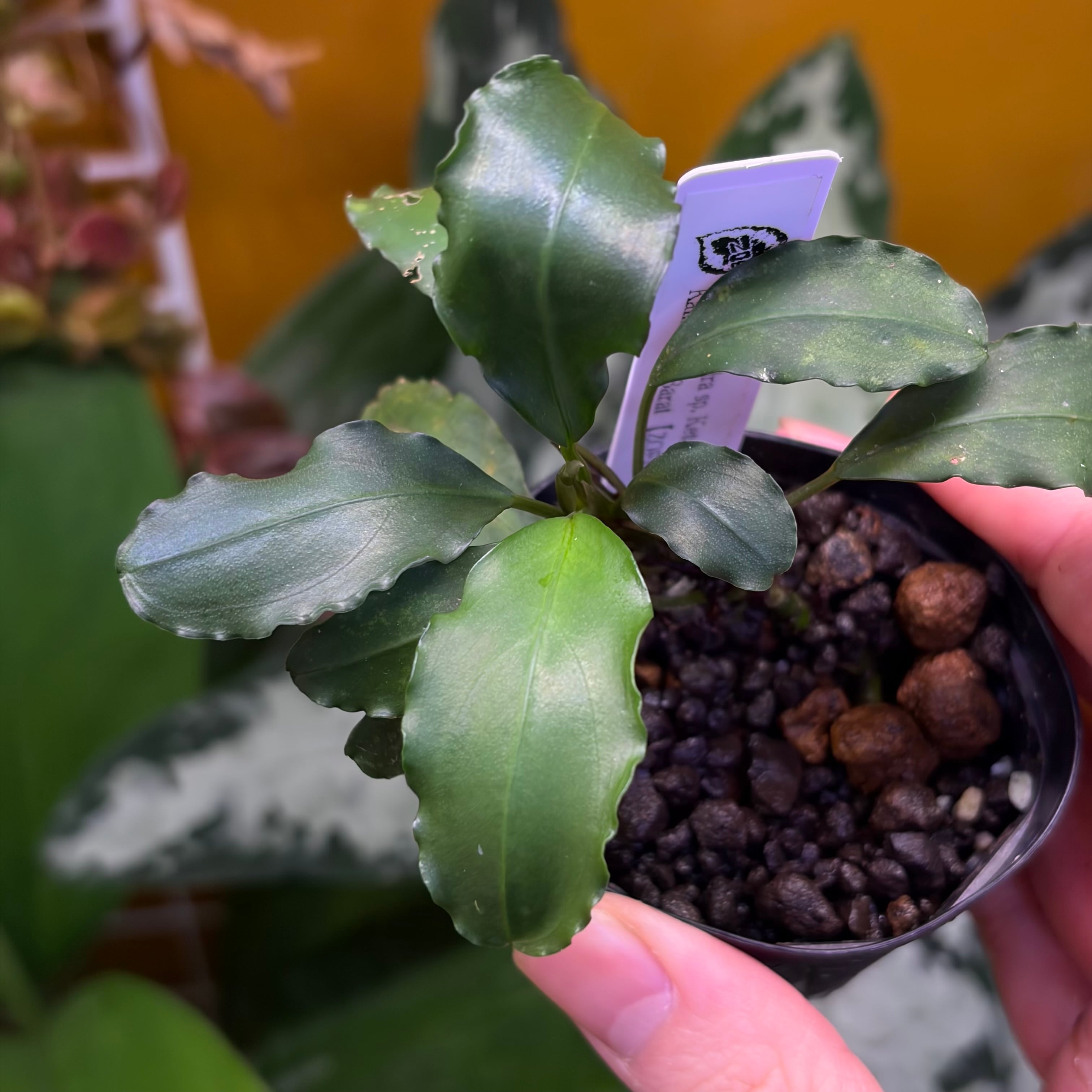 Bucephalandra ブセファランドラ | 熱帯雨林植物専門店 トイ吉園芸