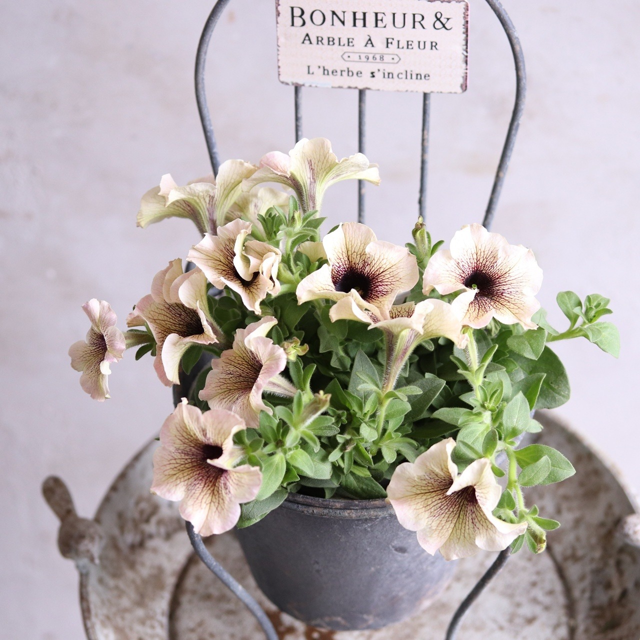 モンディマンシェ　ペチュニア　インカロイヤルミルクティ｜暑さに強い　夏の寄せ植えにおすすめ