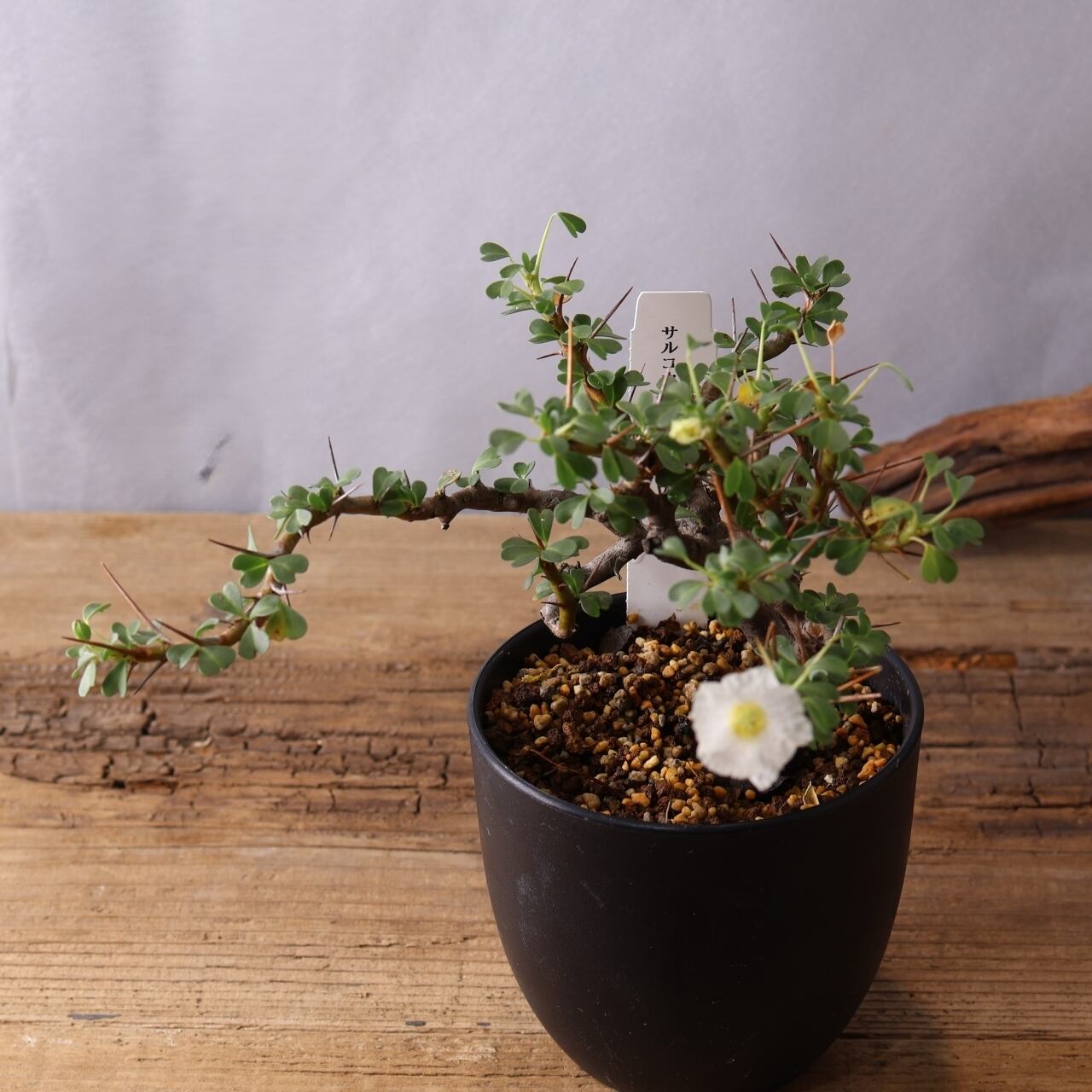 337トゲの中に映える白花『モンソニア バンデリエティアエ』観葉植物