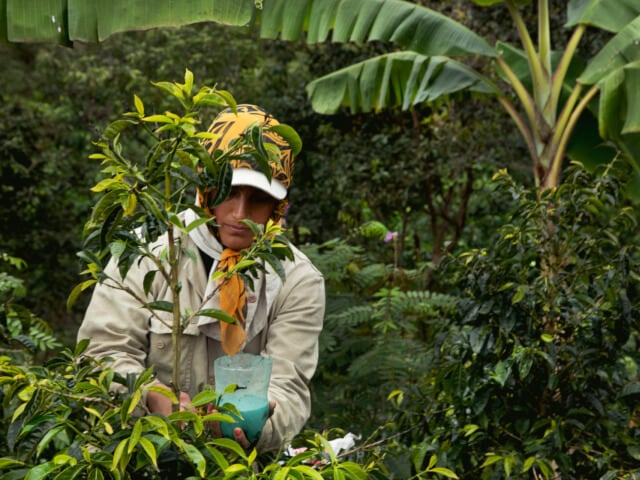 コロンビア ファン・マルティン シドラ 中深煎り 100g