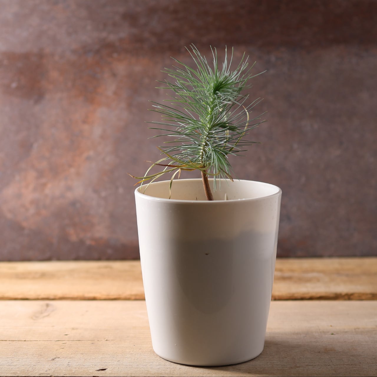 393 力強い樹姿と大粒の実をつける、メキシコ生まれの希少な松