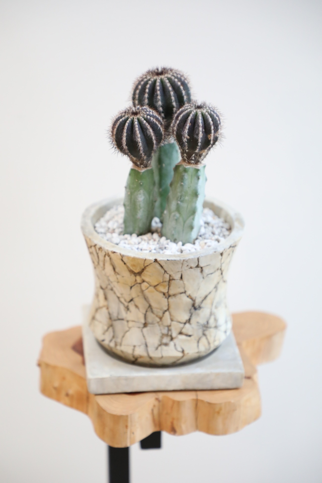 【S】ペクチニフェラ 接ぎ木/Uebelmannia pectinifera　※陶器鉢付き