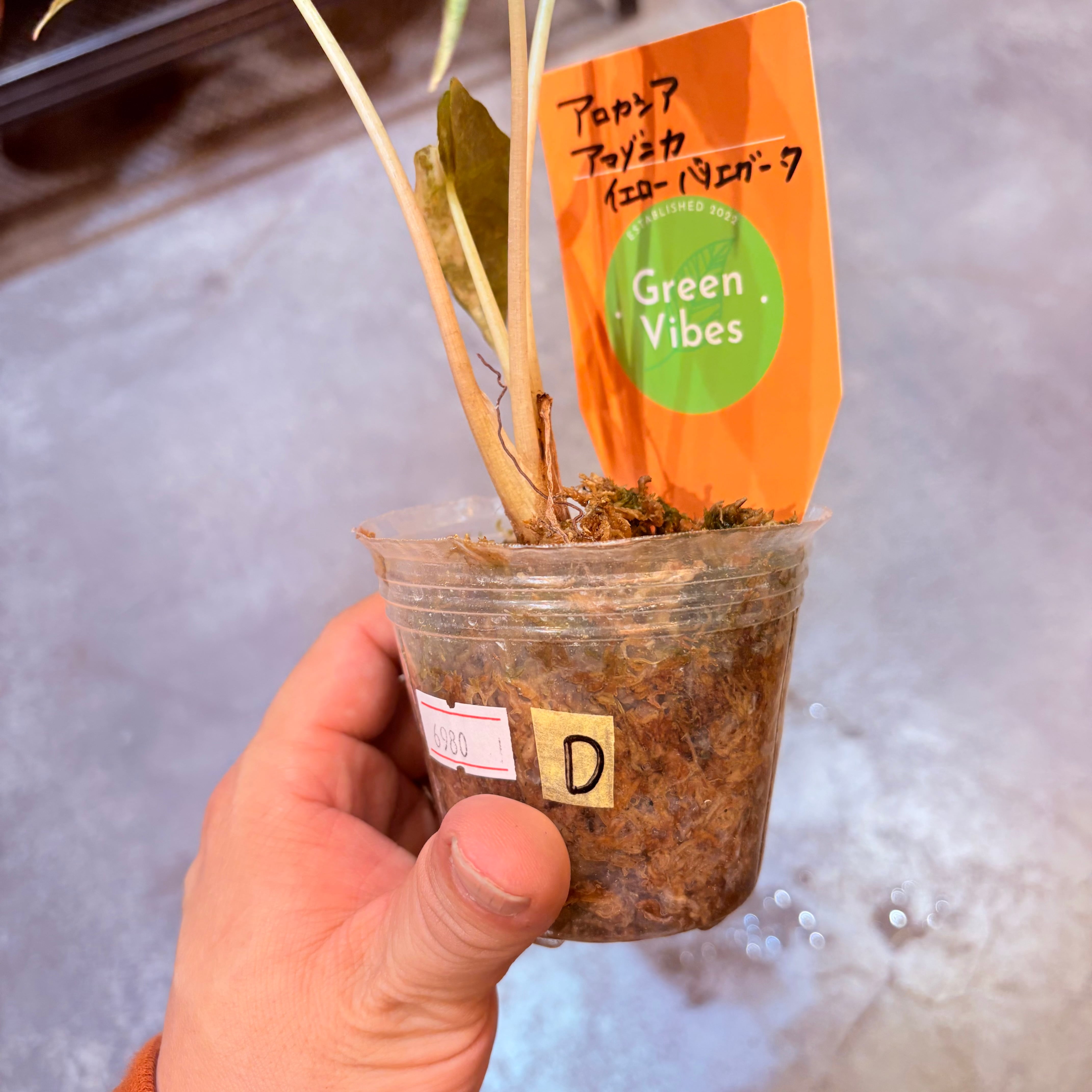 アロカシア アマゾニカ イエローバリエガータ 2.5号【D】 | Green