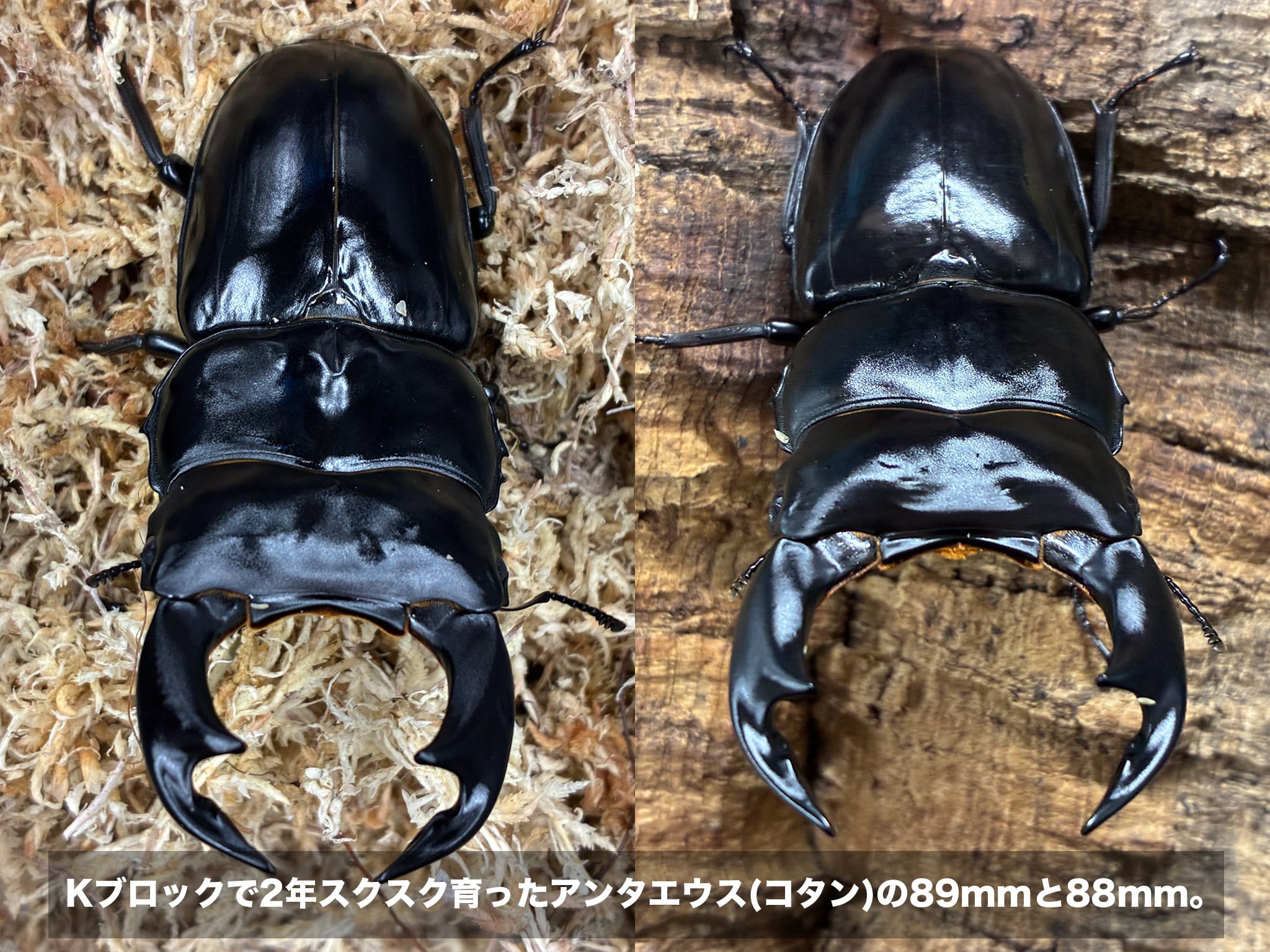 Kブロック -オオヒラタケ-】10ブロックセット | 世界のカブトムシ