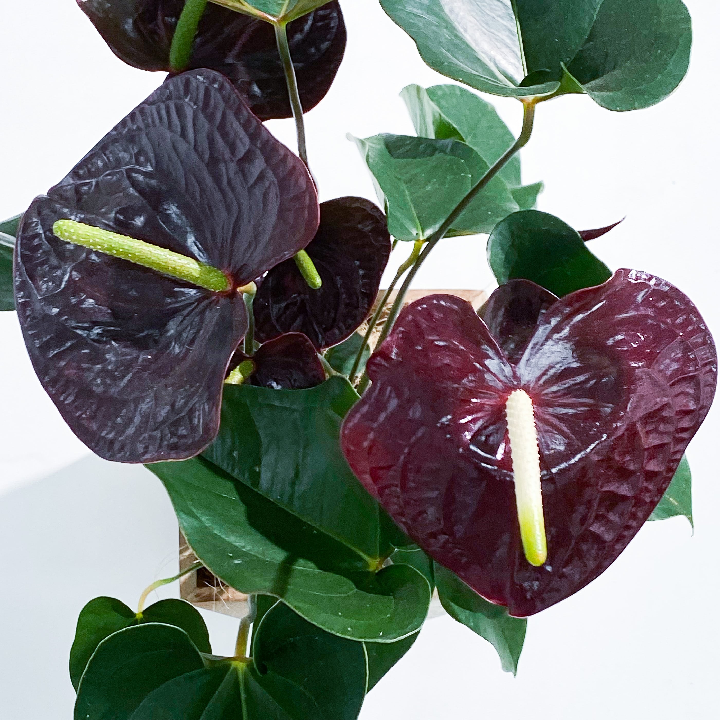 アンスリウム 黒 Anthurium Black Stand By Green スタンドバイグリーン