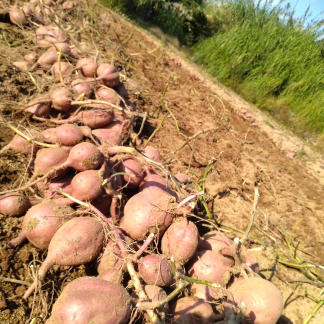 西園農園の安納芋【5㎏】特別栽培｜のっちーよオンラインショップ