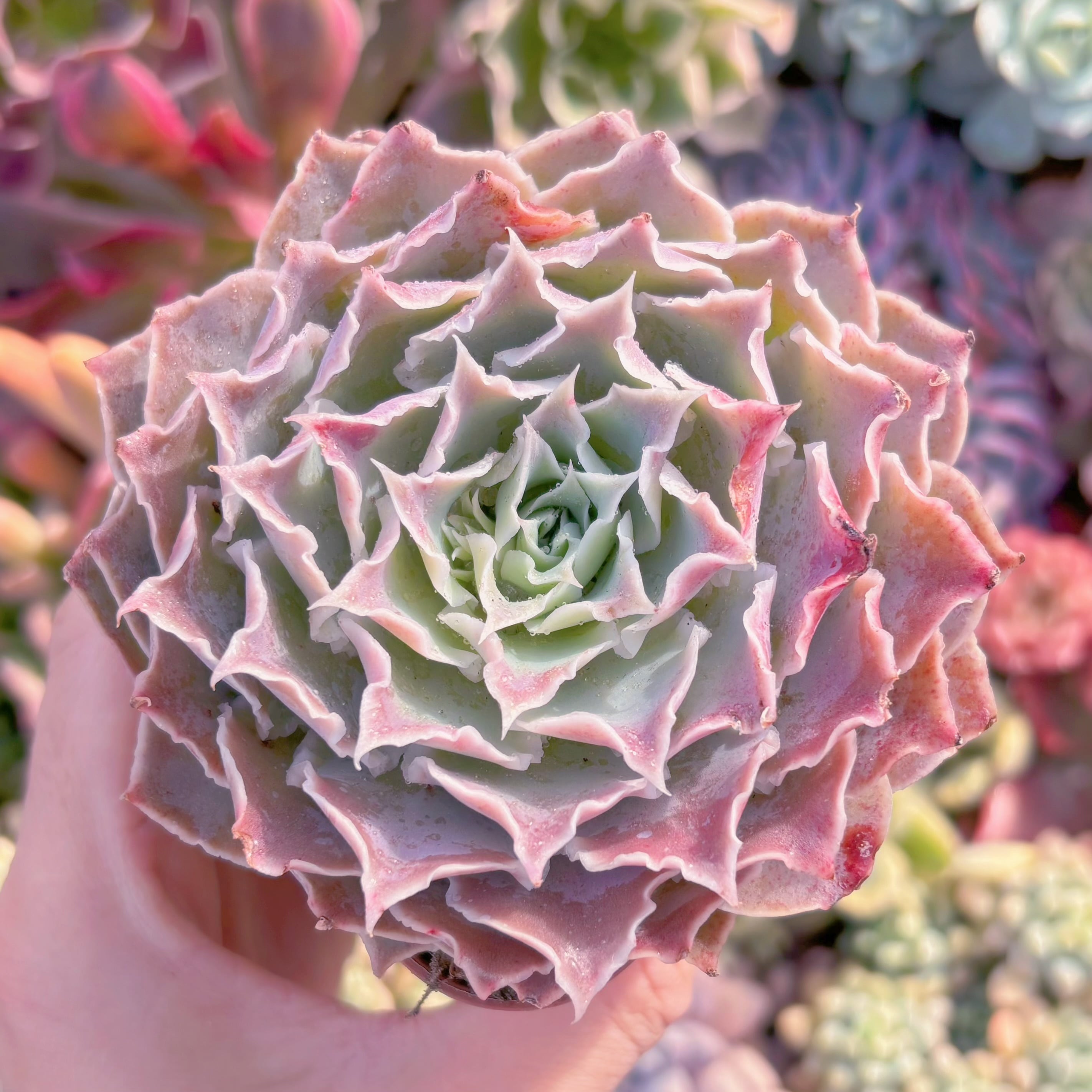 現品　Echeveria 'Laguna Sanchez'#650　るる農園