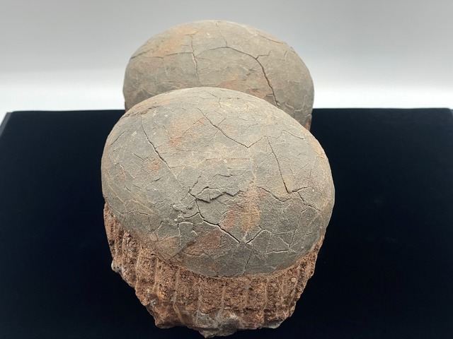 恐竜の卵の化石（レプリカ）