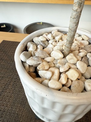 コンシンネ（曲がり）