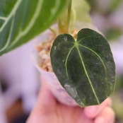 アンスリウム・レガレ / Anthurium Regale㉒│観葉植物