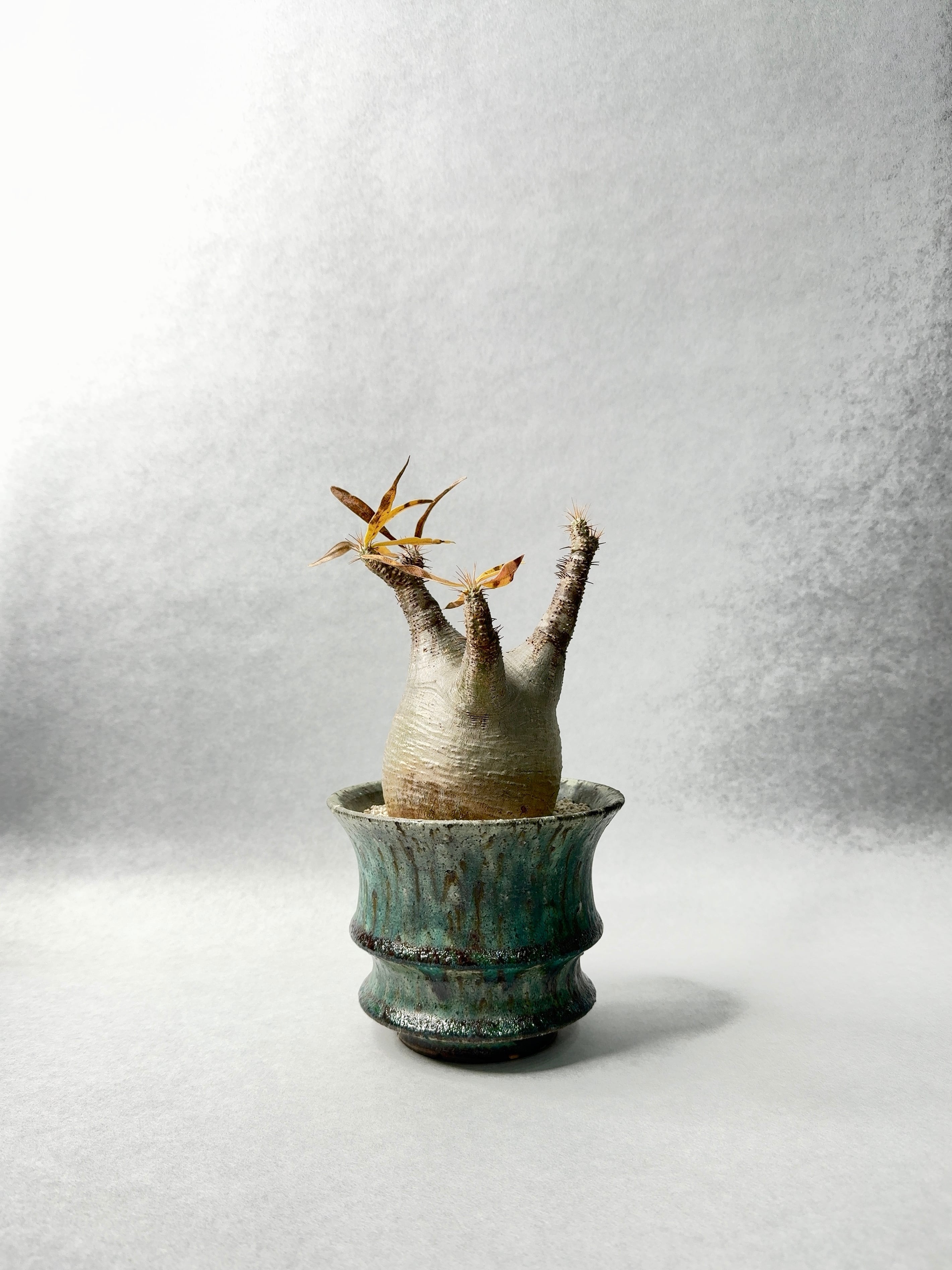 パキポディウム・グラキリス | trigger