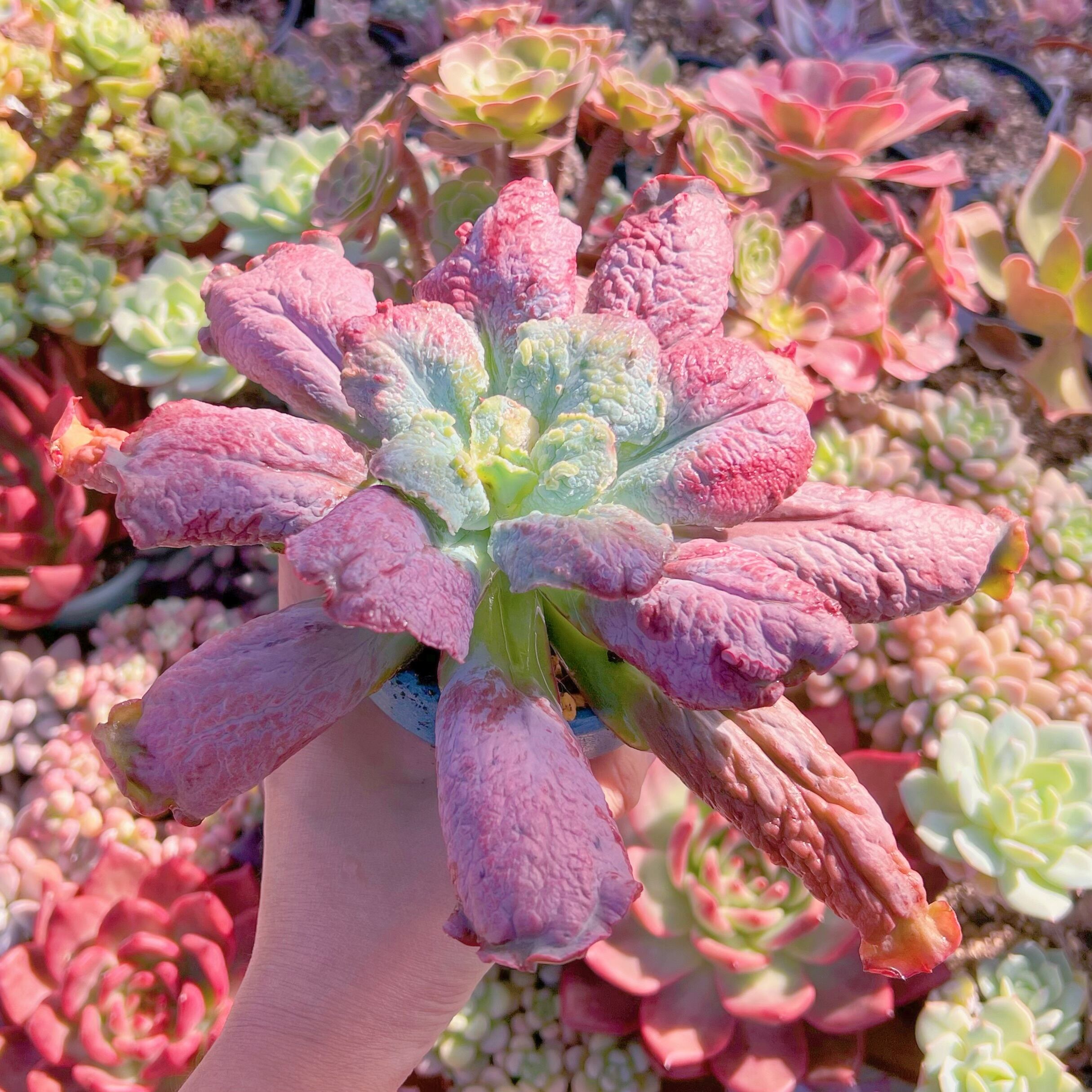 多肉植物 Baron Bold 特大 新入荷 るる農園 | るる農園~多肉植物専門