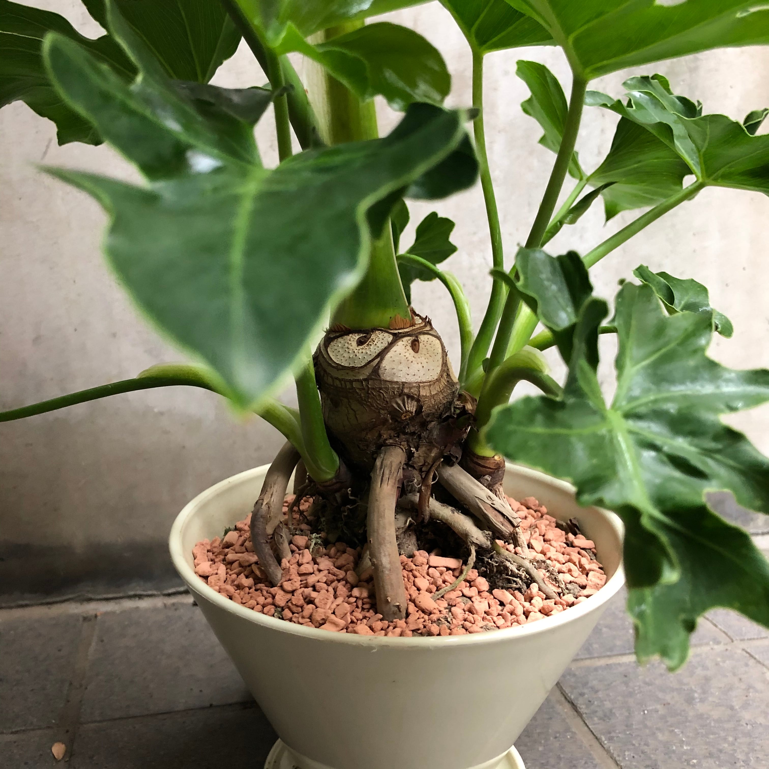 根上がりセローム | ハルカゼフラワー