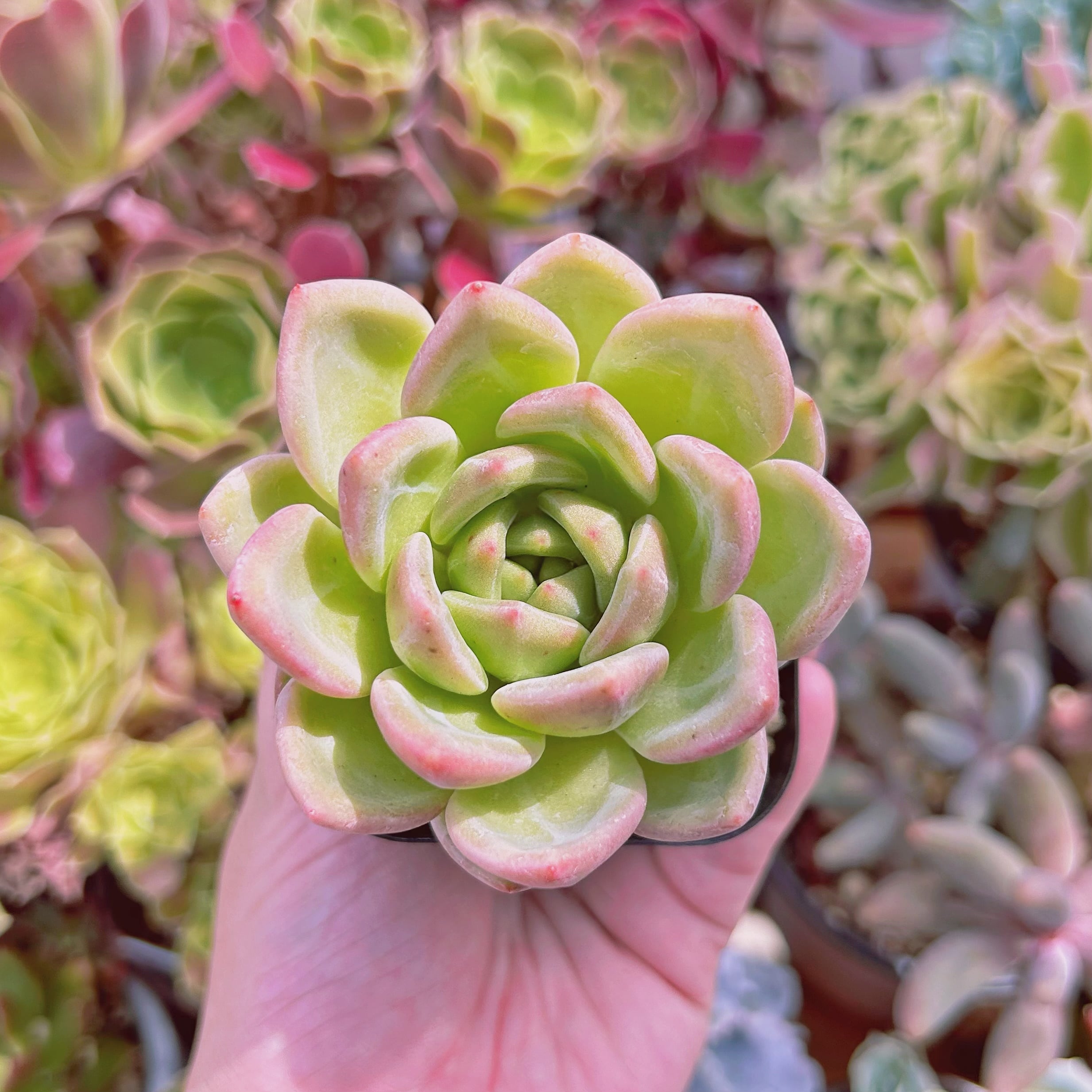 #1172現物　多肉植物　シャンペーンxルビン